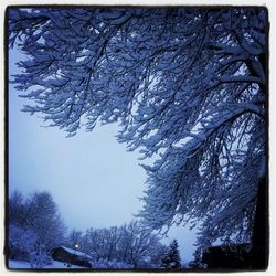 Bare trees on snow covered landscape