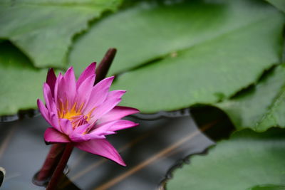 Close-up of pink water lily in pond