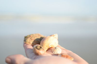 Cropped hand of person holding seashells