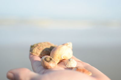 Close-up of hand holding crab