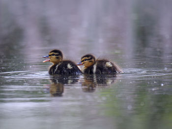 Duck in a lake