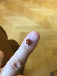 Close-up of ladybug on hand