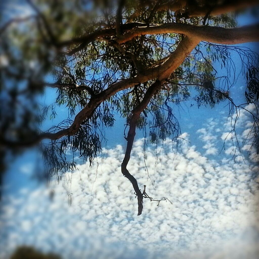 Gum tree