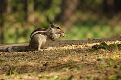 Close-up of squirrel on rock