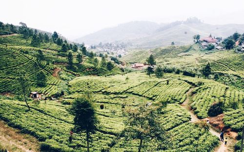 Scenic view of rural landscape