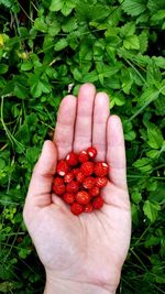 High angle view of hand holding strawberries