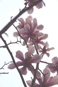 Low angle view of pink flowers against sky