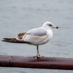 Close-up of seagull perching on railing against sea