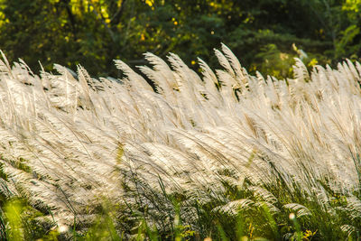 Close-up of stalks in field