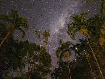 Low angle view of trees against sky at night