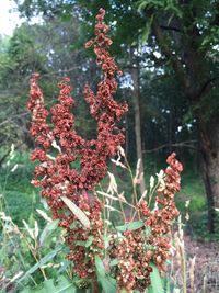 Close-up of red flowers