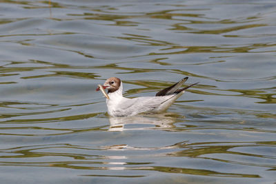 High angle view of duck swimming in lake