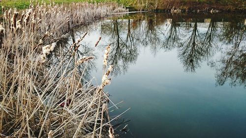 Reflection of trees in water