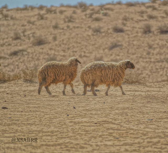 animal themes, mammal, one animal, animals in the wild, sand, wildlife, full length, walking, focus on foreground, side view, field, desert, safari animals, selective focus, landscape, nature, outdoors, day, standing, zoology