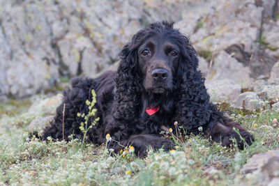 Close-up portrait of a dog