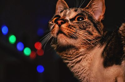 Close-up of cat looking away against illuminated lights at night