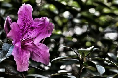 Close-up of pink flowers