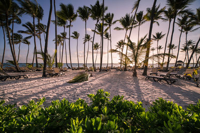 Palm trees on sandy beach against sky