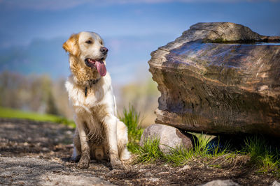 Dog standing on rock