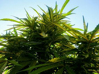 Low angle view of palm trees