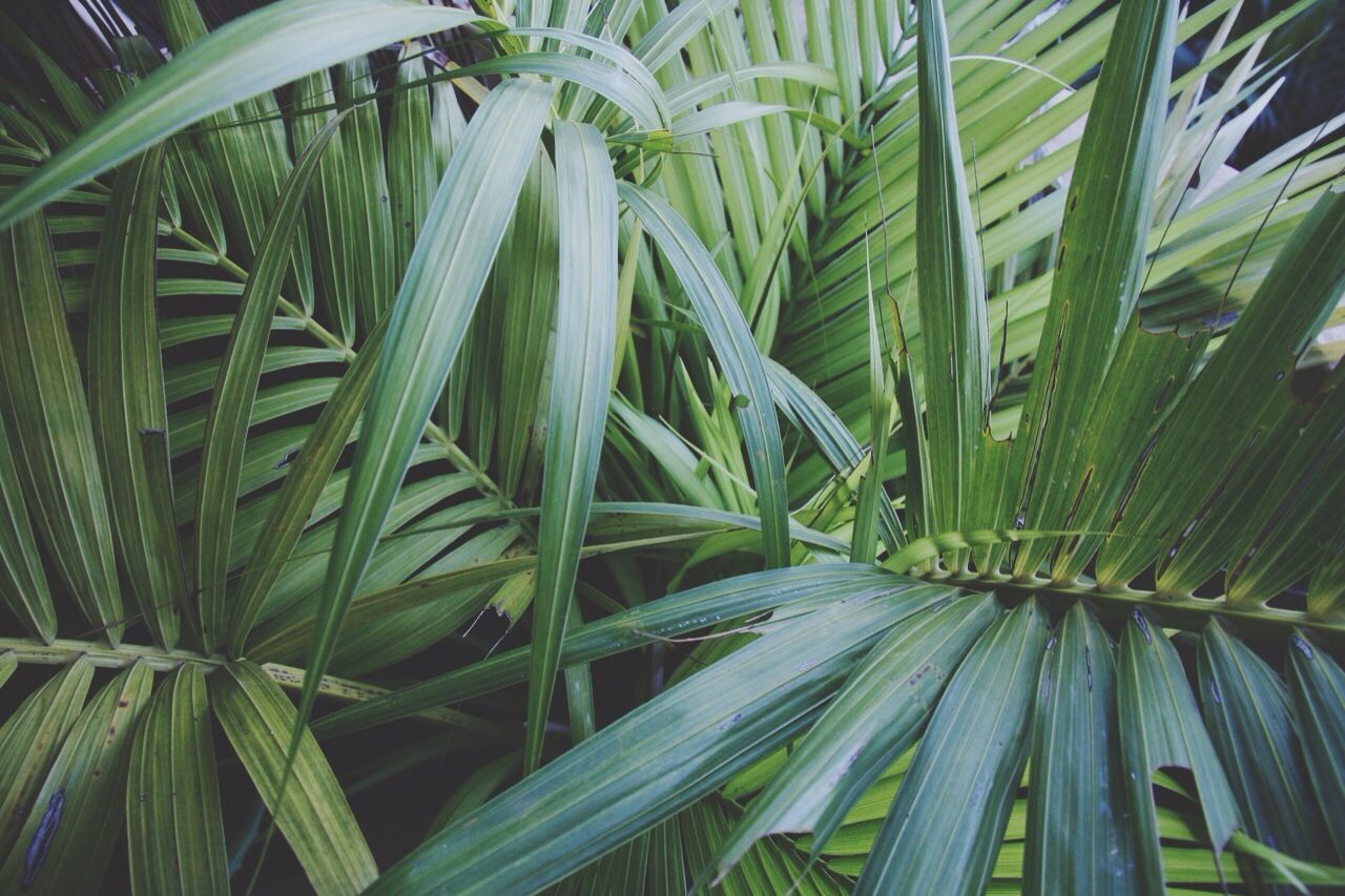 green color, leaf, nature, growth, no people, close-up, palm tree, plant, backgrounds, outdoors, tree, freshness, frond, beauty in nature, day, palm frond