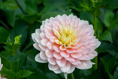 Close-up of dahlia