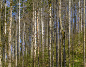 Lots of thin tree stems in a forest in sunny ambiance at early spring time