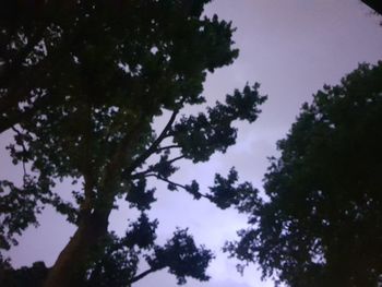 Low angle view of tree against sky