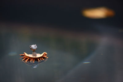 Close-up of bird in a water