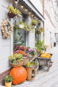 Big pumpkin in front of the flower shop. halloween and thanksgiving autumn decoration