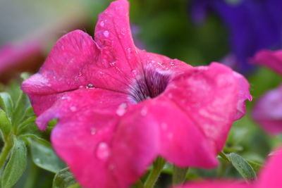 Close-up of pink flowers