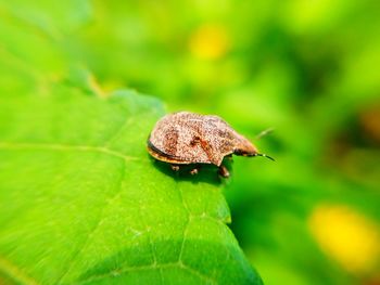 Close-up of an insect on leaf