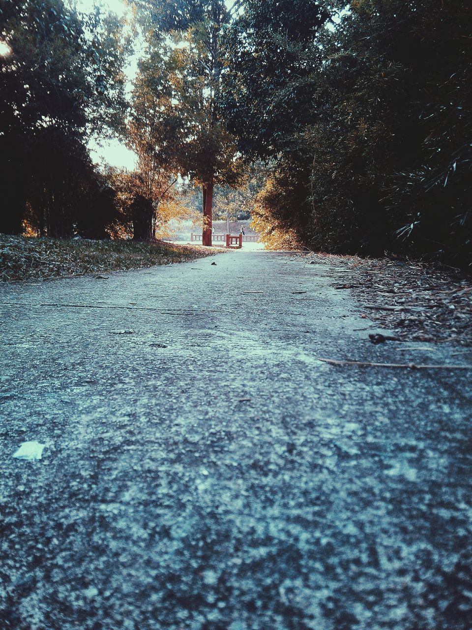 tree, water, season, weather, the way forward, nature, wet, tranquility, rain, street, road, beauty in nature, puddle, winter, tranquil scene, no people, outdoors, surface level, scenics, cold temperature