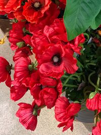 High angle view of red flowering plant