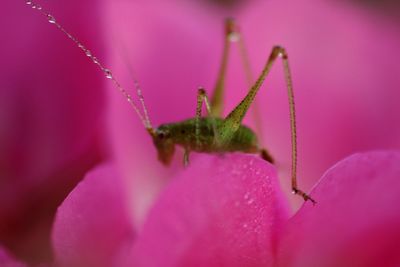 Close-up of insect on flower