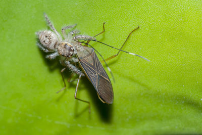 Close-up of insect on leaf