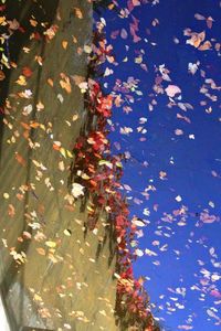 Leaves floating on water