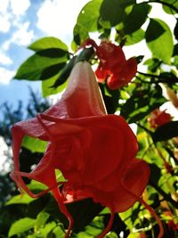 Close-up of hibiscus blooming outdoors