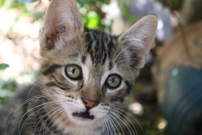 Close-up portrait of a cat