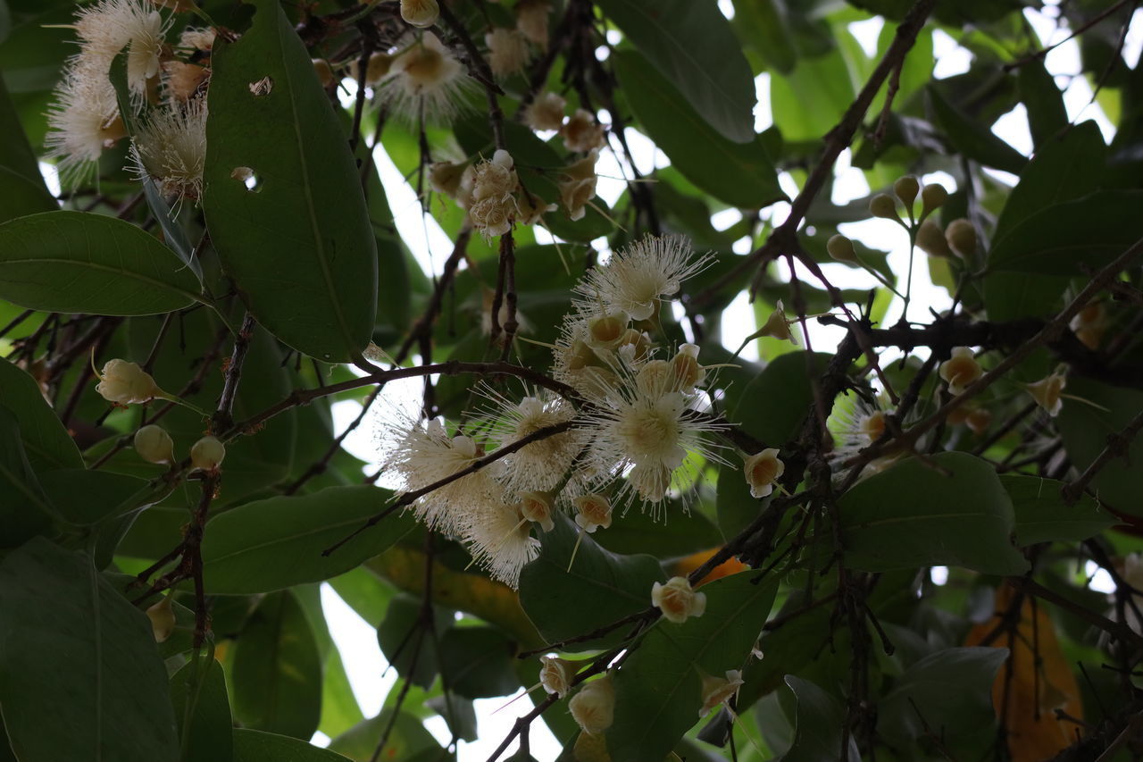 LOW ANGLE VIEW OF TREE BRANCH