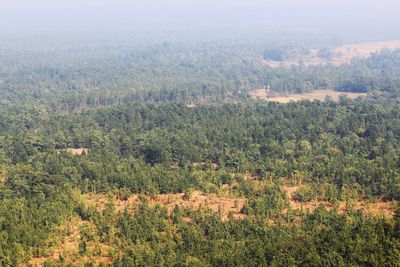 Scenic view of forest