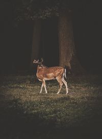 Deer standing on field at night
