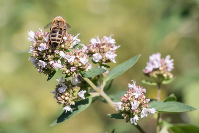 Close-up of bee pollinating on purple flower