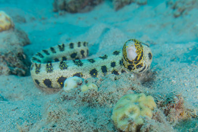 Tiger snake eel in the red sea colorful and beautiful, eilat israel