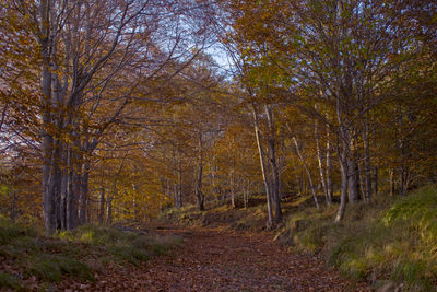 Trees in forest against sky