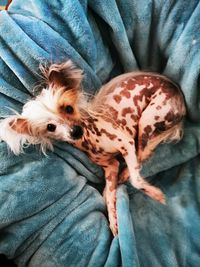 High angle view of dog relaxing on bed at home