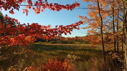 Scenic view of field during autumn