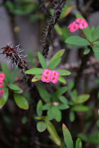 Close-up of pink flowers