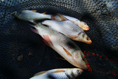 High angle view of fish for sale
