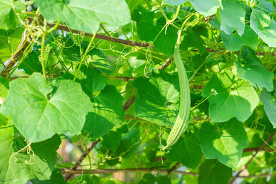 Close-up of fresh green leaves